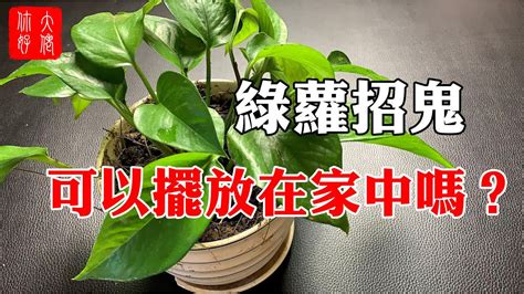 綠蘿招財|居家好風水 財位植物擺放指南